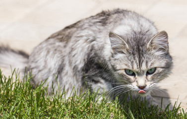 Naklejka na ściany i meble Baby cat in a garden. Hypoallergenic pet of livestock, siberian breed female looking in the garden and licking lips