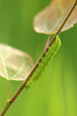 Gothica-Kätzcheneule Raupe