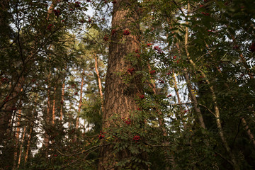 Autumn scene in a forest. The sun shining through the trees. Bush with lots of red berries on branches, autumnal background. Close-up colorful autumn wild bushes with red berries in the forest.