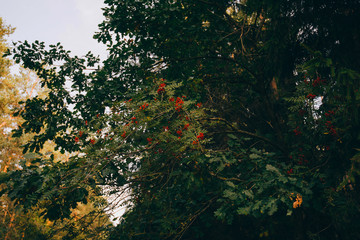 Obraz premium Autumn scene in a forest. The sun shining through the trees. Bush with lots of red berries on branches, autumnal background. Close-up colorful autumn wild bushes with red berries in the forest.