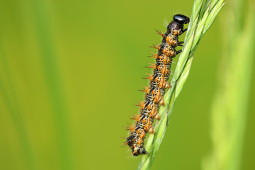 Distelfalter Raupe