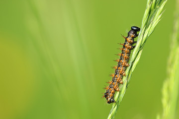 Distelfalter Raupe