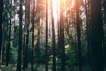 Clear rays of light shining through the forest in early morning. Autumn forest scenery with rays of warm light illuminating the foliage and a footpath. Beautiful spruce forest. Many trees green spruce