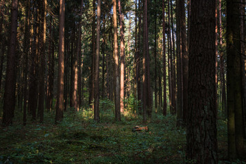 Fototapeta premium Clear rays of light shining through the forest in early morning. Autumn forest scenery with rays of warm light illuminating the foliage and a footpath. Beautiful spruce forest. Many trees green spruce