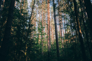 Clear rays of light shining through the forest in early morning. Autumn forest scenery with rays of warm light illuminating the foliage and a footpath. Beautiful spruce forest. Many trees green spruce