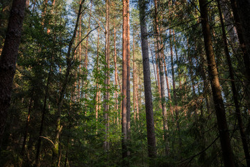 Obraz premium Clear rays of light shining through the forest in early morning. Autumn forest scenery with rays of warm light illuminating the foliage and a footpath. Beautiful spruce forest. Many trees green spruce