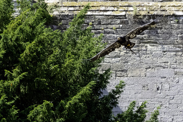 Young bald eagle (Haliaeetus leucocephalus) also known as white-headed or white-tailed eagle, sea...