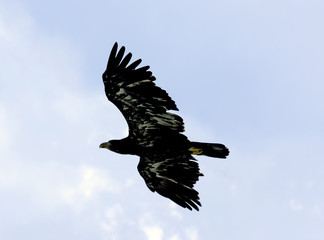 Young bald eagle (Haliaeetus leucocephalus) also known as white-headed or white-tailed eagle, sea...