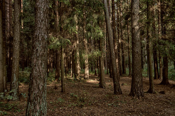 Dense forest. Misty autumnal coniferous forest at sunrise with old spruces and pines. Fir and pine trees in wild forest, lit by sunlight. Sustainable ecosystem and healthy environment concepts.