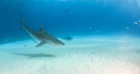 Fototapeta premium Tiger shark at Tigerbeach, Bahamas