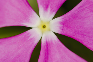 Madagascar Periwinkle