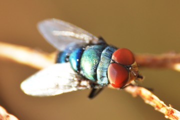 a close up of fly