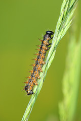Distelfalter Raupe