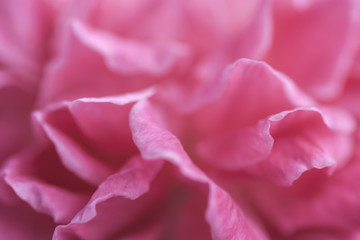 petals of pink rose