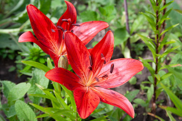 Blooming amaryllis