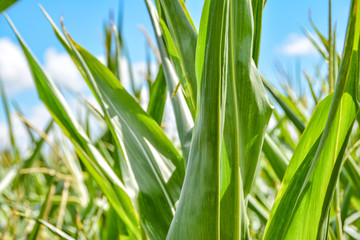 Obraz premium Maisfeld unter blauen Himmel