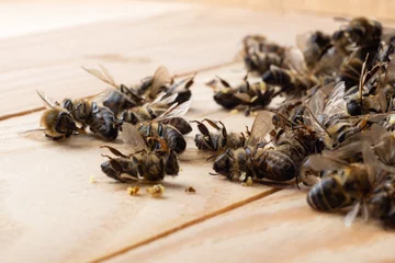 Photo sur Aluminium Abeille Dead bees on wooden boards. Death of bees. Mass poisoning of bees.