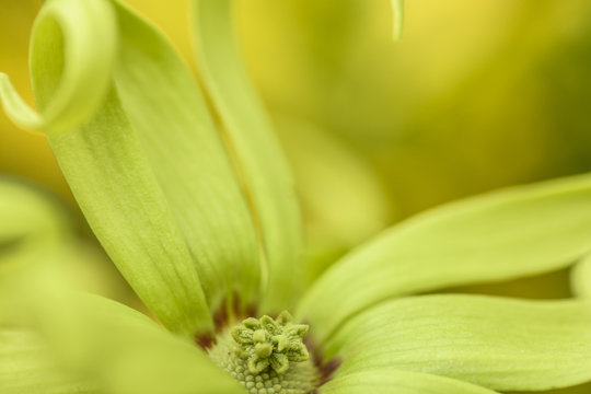 Cananga flower
