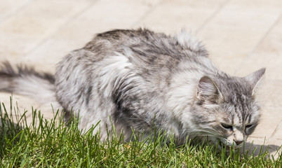 Naklejka na ściany i meble Baby cat in a garden. Hypoallergenic pet of livestock, siberian breed female silver color