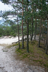 Forest in the summer