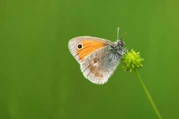 Fototapeta premium Kleiner Heufalter