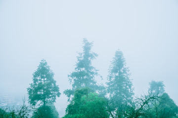 tree in green forest with mist