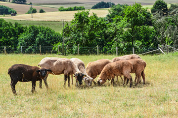 Lamm Herde auf Wiese