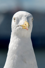 gabbiano