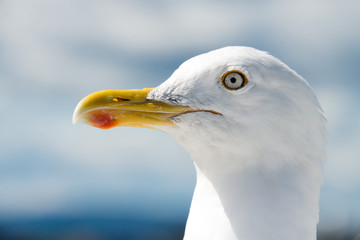 gabbiano