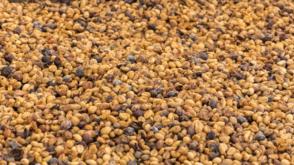 Coffee beans aired in a coffee plantation in Sao Tome and Principe
