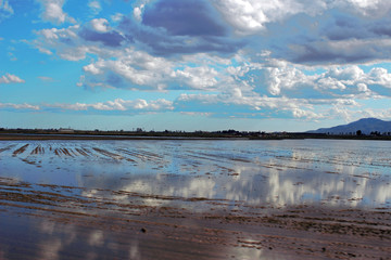 Cosecha de plantación de arroz en el Delta del Ebro, Cataluña (España)