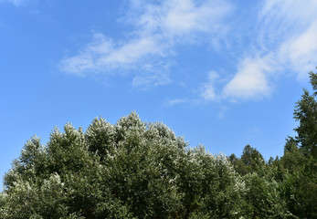 Landscape of the treetops against the background of the clear sky