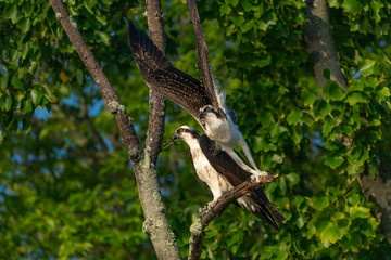 Mother and Son Osprey on a branch. Wings spread for takeoff.