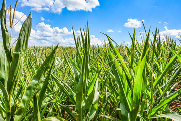 Maisfeld unter blauen Himmel