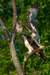 Mother and Son Osprey on a branch. Wings spread for takeoff.