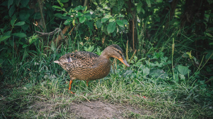 Duck