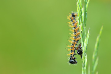 Distelfalter Raupe