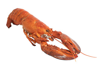 Lobster isolated on a white background as fresh seafood.