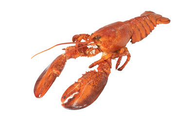 Lobster isolated on a white background as fresh seafood.