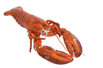 Lobster isolated on a white background as fresh seafood.