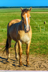 portrait of a horse on a summer field