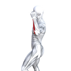 Concept conceptual 3D illustration chest fit strong human anatomy or anatomical and gym muscle isolated, white background for body health with tendons, abs, biological, fitness medical muscular system