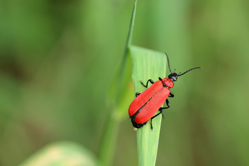 Feuerkäfer