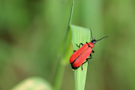 Feuerk&auml;fer