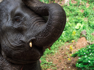 portrait of a smiling elephant