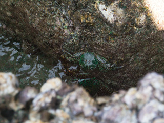 green crab in stones