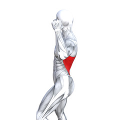 Concept conceptual 3D illustration back fit strong human anatomy or anatomical and gym muscle isolated, white background for body health with biological tendons, spine, fitness medical muscular system