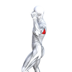 Concept conceptual 3D illustration back fit strong human anatomy or anatomical and gym muscle isolated, white background for body health with biological tendons, spine, fitness medical muscular system