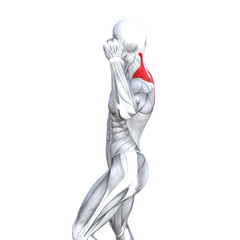 Concept conceptual 3D illustration back fit strong human anatomy or anatomical and gym muscle isolated, white background for body health with biological tendons, spine, fitness medical muscular system