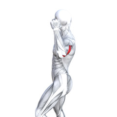 Concept conceptual 3D illustration back fit strong human anatomy or anatomical and gym muscle isolated, white background for body health with biological tendons, spine, fitness medical muscular system